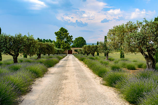 Orange, France - June 6, 2015: Typical farm in Provence (France) near Orange with lavender and olive trees at spring (june)