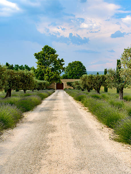 Orange, France - June 6, 2015: Typical farm in Provence (France) near Orange with lavender and olive trees at spring (june)