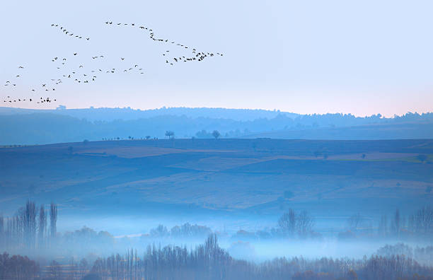 A flock of birds flying in silhouette