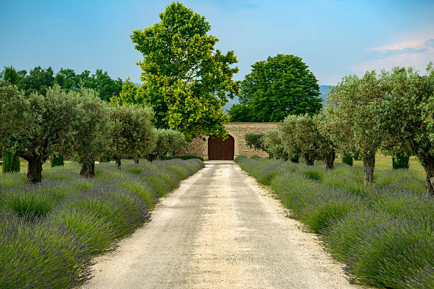 Orange, France - June 6, 2015: Typical farm in Provence (France) near Orange with lavender and olive trees at spring (june)