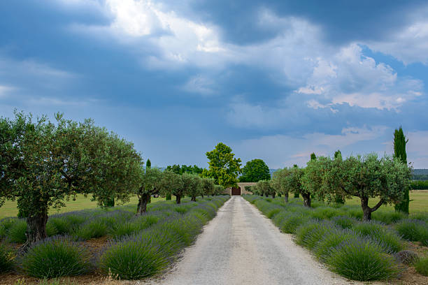 Orange, France - June 6, 2015: Typical farm in Provence (France) near Orange with lavender and olive trees at spring (june)
