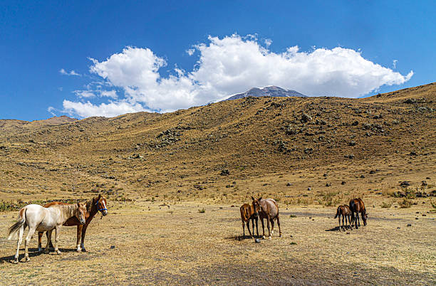 The scenic views of horses and mules at the Mount Ararat, with an elevation of 5,137 m (16,854 ft), also known as Masis or Mount Ağrı, is a snow-capped and dormant compound volcano in Turkey.