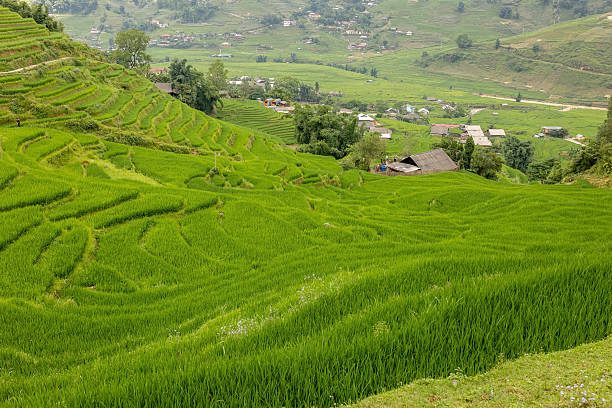 istock Family with children, cute blond boy, visiting Sapa rice fields 2238022293