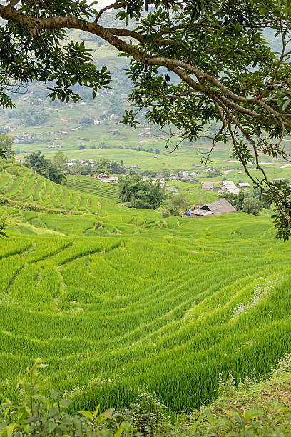 Family with children, cute blond boy, visiting Sapa rice fields