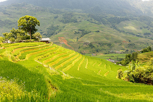 istock Family with children, cute blond boy, visiting Sapa rice fields 2238022324