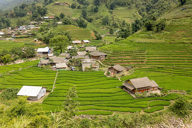 Family with children, cute blond boy, visiting Sapa rice fields
