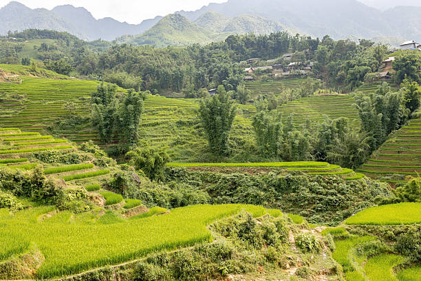 Family with children, cute blond boy, visiting Sapa rice fields