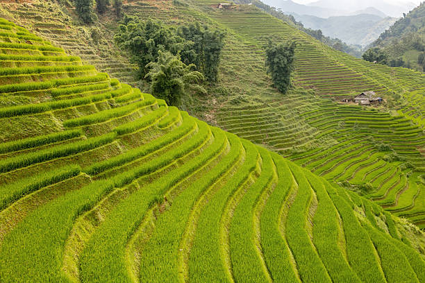 istock Family with children, cute blond boy, visiting Sapa rice fields 2238022385