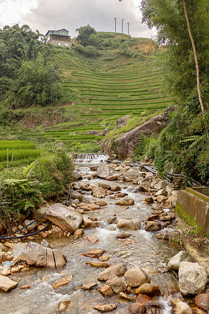 Family with children, cute blond boy, visiting Sapa rice fields
