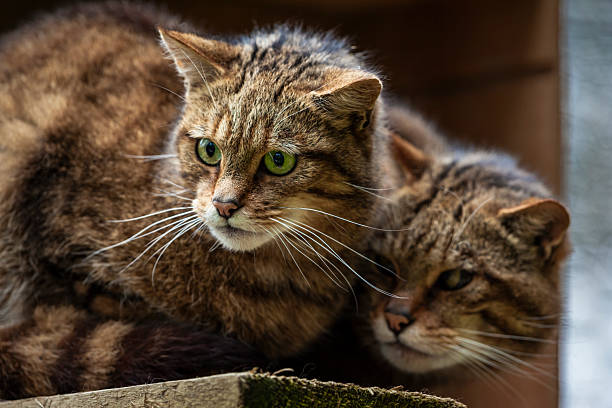 A breeding pair of Scottish wildcats (Felis silvestris silvestris) in a captive breeding enclosure in the Highlands, Scotland. The Scottish wildcat is listed as Critically Endangered in the United Kingdom.
