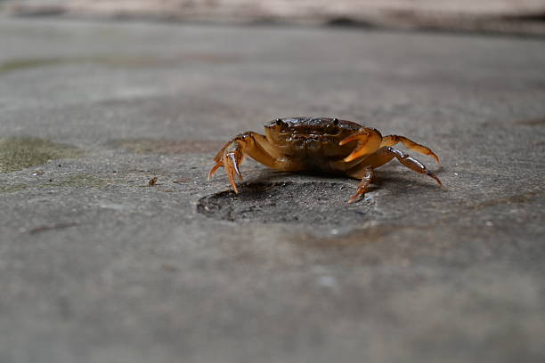 istock Barytelphusa cunicularis crab. 2238025506