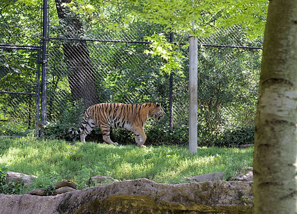 istock Tiger On Walkway In A Secure Animal Habitat. 2238027103