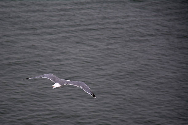A single seagull flies solo over the dark, rippling water surface, viewed from above. A minimalist image evoking freedom and loneliness.