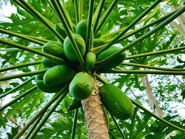 istock Young papaya is useful for improving digestion 2238028557