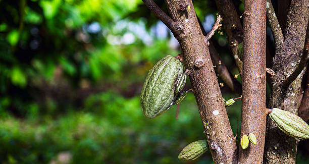 istock Young green cacao pod that is still growing, Immature green cacao pod in development 2238030267