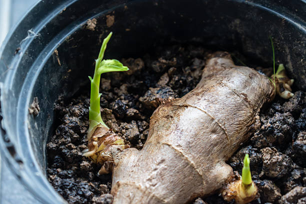 istock Ginger sprout to boost the immune system, zingiber officinale 2238030417