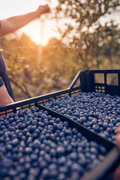 istock Farmer picking fresh blueberries on a farm. 2238030753