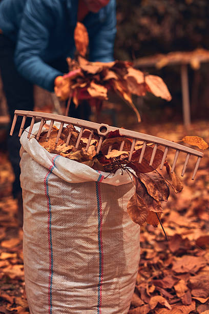 istock Man cleaning garden from fallen autumn leaves. 2238031972