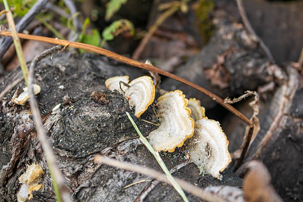 istock Bracket fungi growing on decaying wood 2238033808