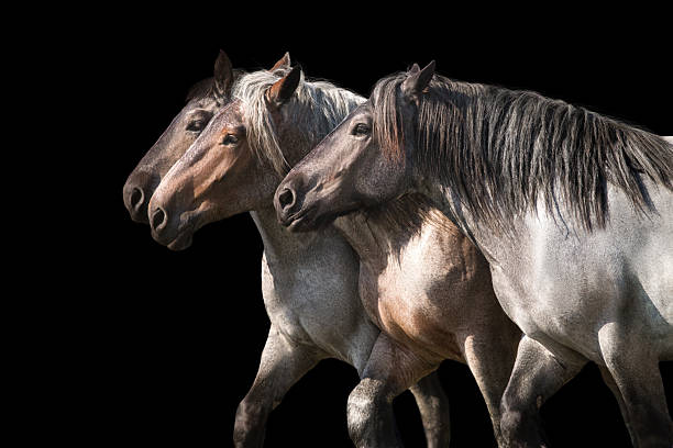 istock Brabanson draft horses portrait on black 2238034035