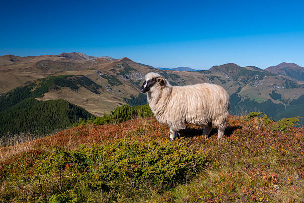 A group of sheep peacefully grazing on a lush, rocky hillside surrounded by greenery in an alpine region. A tranquil scene of pastoral life in a natural mountain landscape.