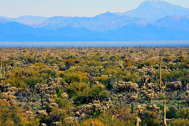 istock Landscape Sonoran Desert Arizona 2238039969