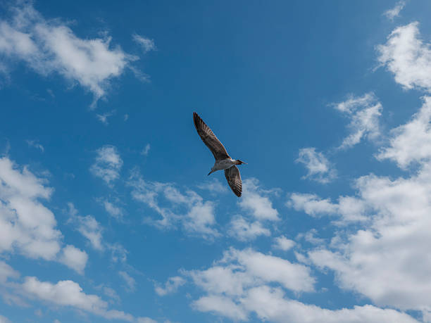 istock Majestic seagull flying freely under the bright daylight 2238040045