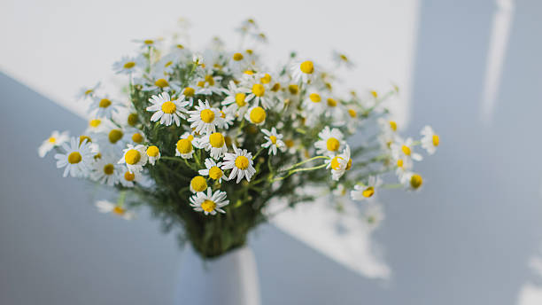 istock Bouquet of daisies in white vase 2238040144