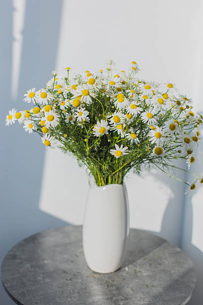 istock Bouquet of daisies in white vase 2238041626