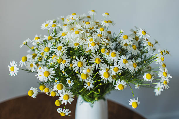 Bouquet of daisies in white vase