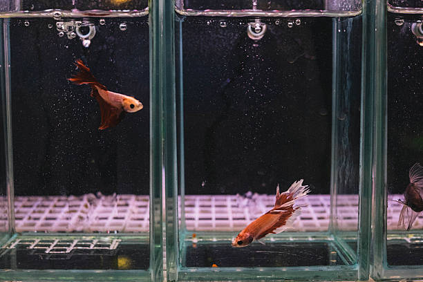 istock Fishes in aquarium_13 2238041824