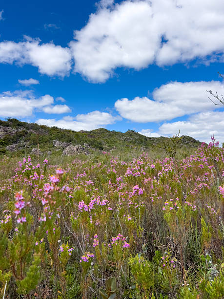istock Scenic Meadow with Pink Wildflowers under Blue Sky 2238043437