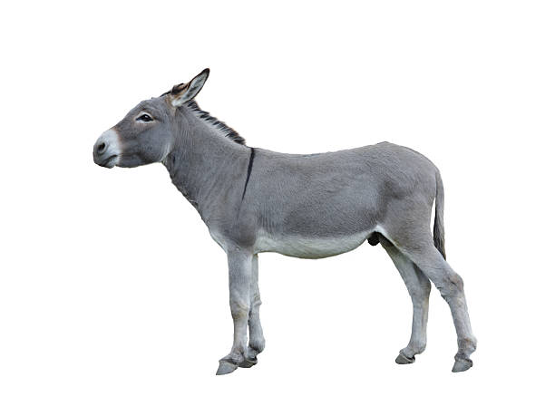 istock donkey house isolated on white background 2238045029