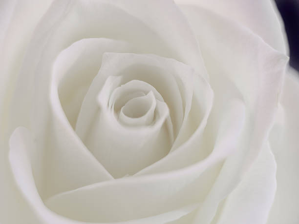 istock macro photography of a white rose bud 2238045046