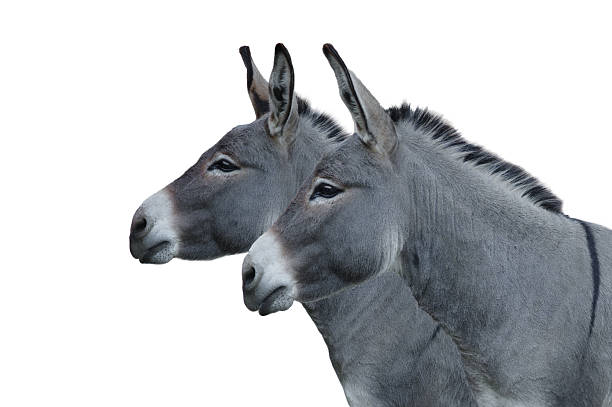 istock two donkey house isolated on white background 2238045049