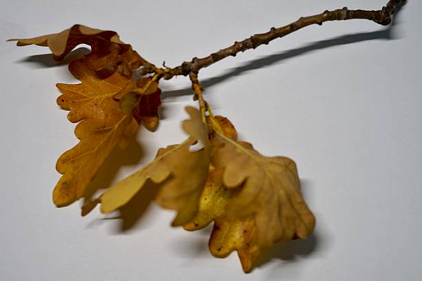 istock Two oak leaves hang from a tree branch on a white surface 2238054727