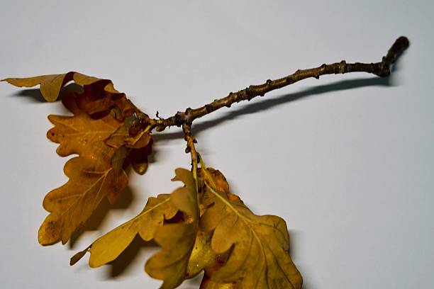 istock An oak branch with vibrant yellow leaves on a white surface 2238056008