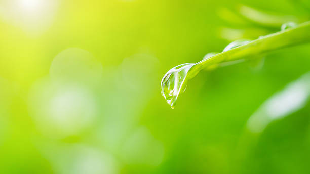 istock rain water drop on green leaf closeup natural background 2238056055