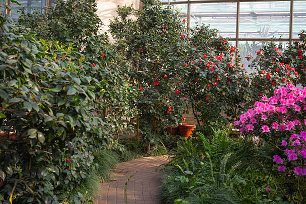 istock Azalea Flowers Blooming  in a Greenhouse 2238056610