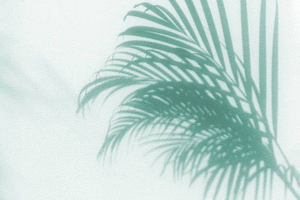 Shadows from palm leaves on a light green background.