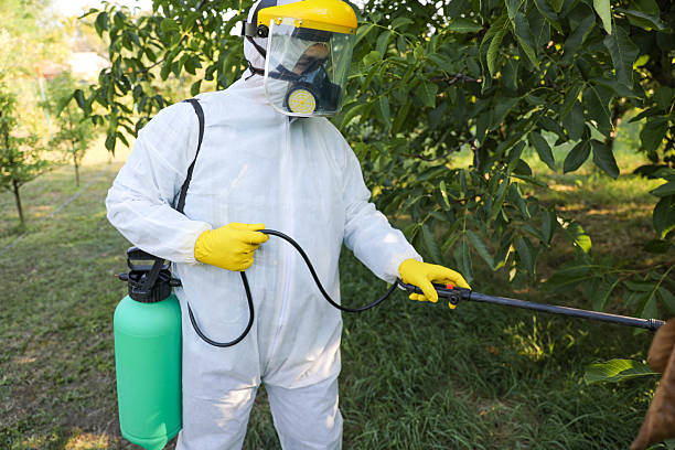 istock Farmer in Protective Gear Spraying Walnut Tree for Pest Control 2238056907
