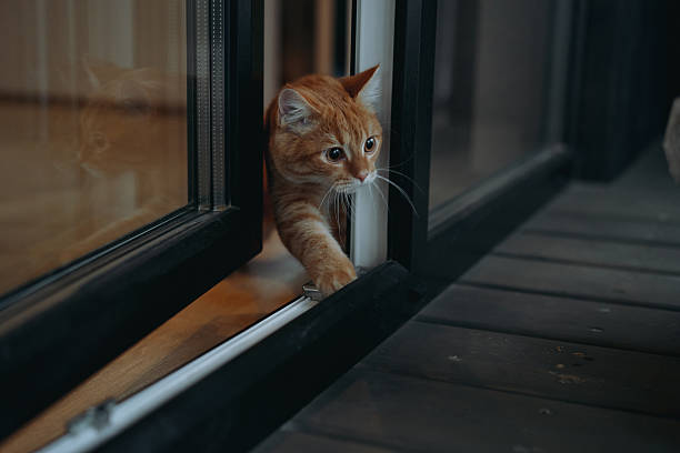 istock domestic ginger tabby cat escaping home to the terrasse 2238058333