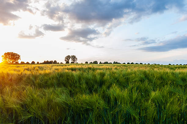 istock Nature in East Flanders 2238059371