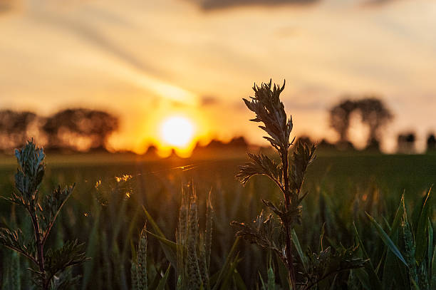 istock Nature in East Flanders 2238059372