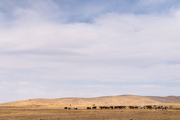Landscape shot depicting the impressive steppes of southern Kazakhstan, with horses roaming around freely. Near, the Jirsu, Turkistan area, close to Aksu canyon National Park.