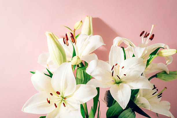 istock White lily flowers on pink background with light and shadows 2238061507