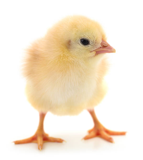 istock Yellow chick isolated on white background 2238062359