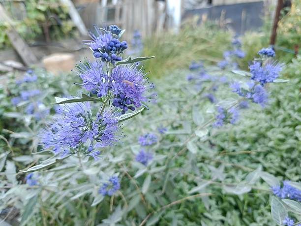 istock a bright plant with autumn flowering - Caryopteris 2238064030