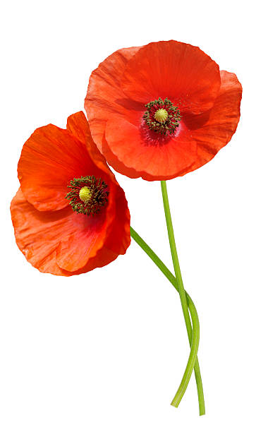 istock red poppy flowers isolated on white background 2238066775