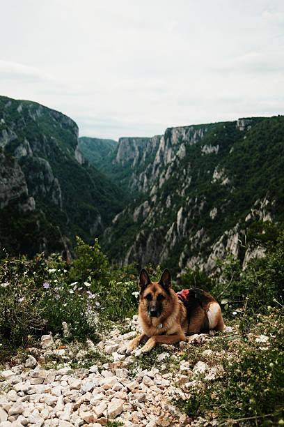 istock German shepherd lays on mountain trail with dramatic cliffs in the background. Lazarev canyon in Serbia country in spring time. Hiking with pets concept. 2238067124